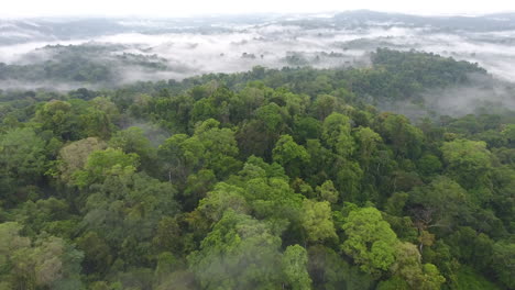 Aerial-flight-over-primary-tropical-rainforest,-foggy-and-mystic.-Saül-Guiana